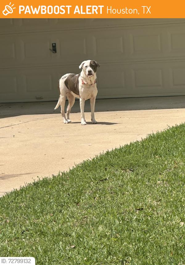 Found/Stray Female Dog last seen China Blue Ln & Serene Wave, Houston, TX 77433