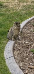 Lost Male Cat last seen Signal Ridge Trail, Elizabeth, CO 80107