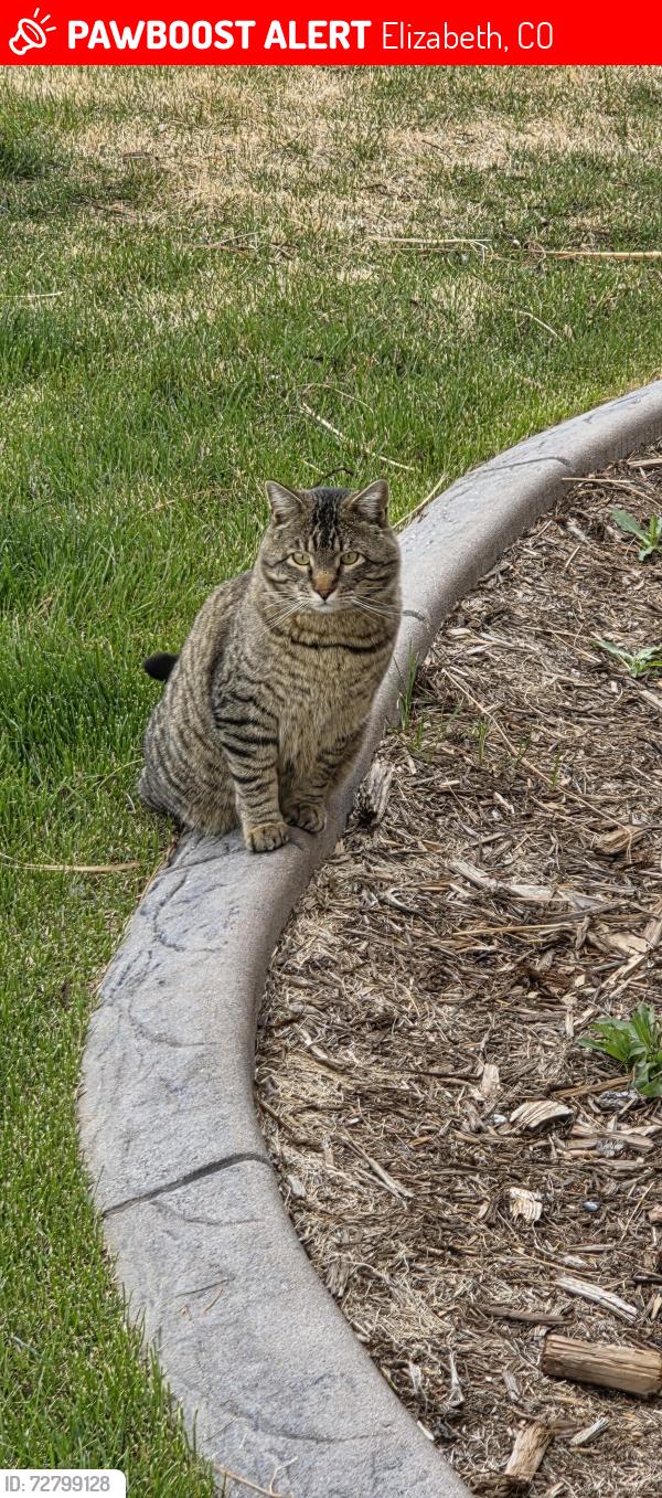 Lost Male Cat last seen Signal Ridge Trail, Elizabeth, CO 80107