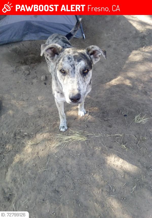 Lost Male Dog last seen Hayes and Dakota , Fresno, CA 93723