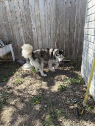 Found/Stray Unknown Dog last seen 24th & Duluth, Sioux Falls, SD 57105