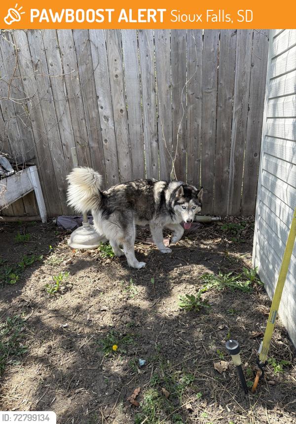 Found/Stray Unknown Dog last seen 24th & Duluth, Sioux Falls, SD 57105