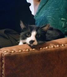 Lost Male Cat last seen Neville Park, Brook Lane entrance , Kent, England ME6 5JY
