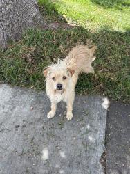 Found/Stray Male Dog last seen Fremont & Bandera MONTCLAIR CA, Montclair, CA 91763