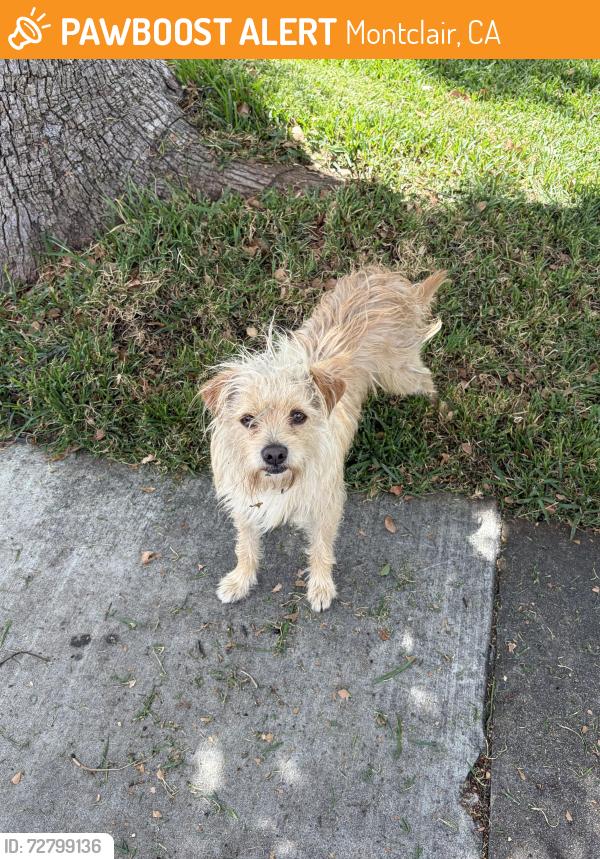 Found/Stray Male Dog last seen Fremont & Bandera MONTCLAIR CA, Montclair, CA 91763