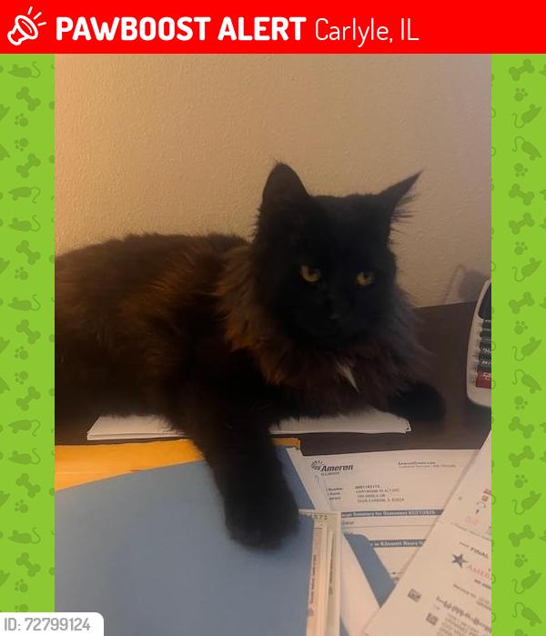 Lost Female Cat last seen Caryle Animal hosp Carlyle IL>, Carlyle, IL 62231