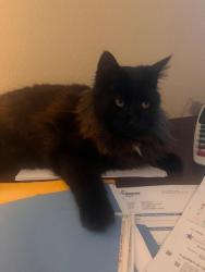 Lost Female Cat last seen Caryle Animal hosp Carlyle IL>, Carlyle, IL 62231