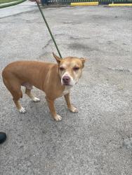 Shelter Stray Male Dog last seen Near BLOCK S DIXIE HWY,, Doral, FL 33122