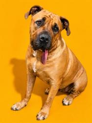 Shelter Stray Female Dog last seen , Jacksonville, FL 32204