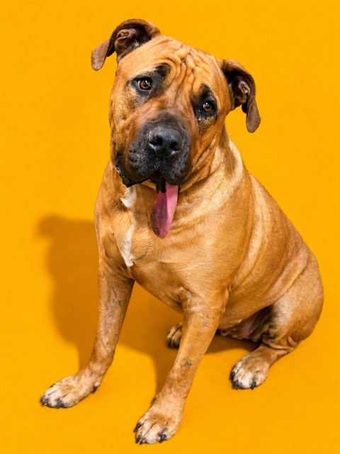Shelter Stray Female Dog last seen , Jacksonville, FL 32204