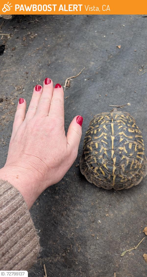 Found/Stray Unknown Reptile last seen Monte Vista Elementary, Vista, CA 92084