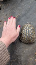 Found/Stray Unknown Reptile last seen Monte Vista Elementary, Vista, CA 92084