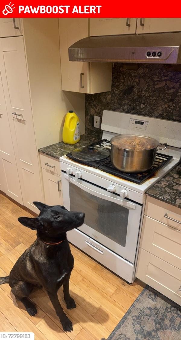Lost Male Dog last seen Gale Ave and Latchford Ave, Hacienda Heights, CA 91746