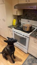Lost Male Dog last seen Gale Ave and Latchford Ave, Hacienda Heights, CA 91746