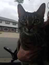 Found/Stray Female Cat last seen Forest & Monroe , Olathe, KS 66061