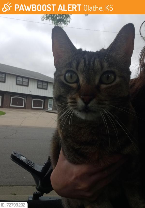 Found/Stray Female Cat last seen Forest & Monroe , Olathe, KS 66061