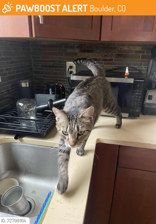 Found/Stray Female Cat last seen Arnett St., Boulder, CO 80304