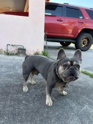Found/Stray Male Dog last seen Near palama dr , Kahului, HI 96732