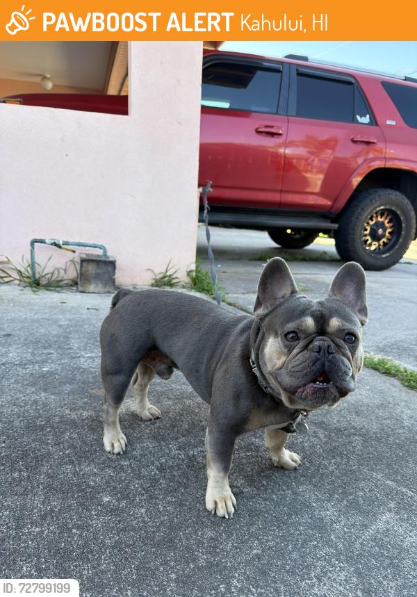Found/Stray Male Dog last seen Near palama dr , Kahului, HI 96732
