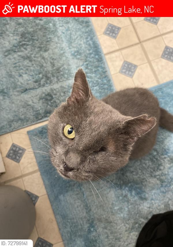 Lost Male Cat last seen Near Heatter Ave. Spring lake , Spring Lake, NC 28390
