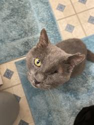 Lost Male Cat last seen Near Heatter Ave. Spring lake , Spring Lake, NC 28390