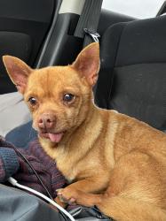 Found/Stray Male Dog last seen Over by Jenks middle school , Tulsa, OK 74137