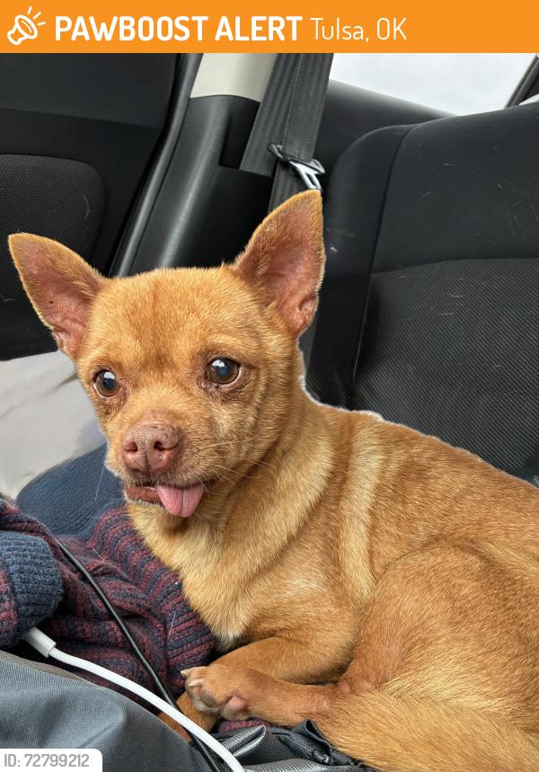 Found/Stray Male Dog last seen Over by Jenks middle school , Tulsa, OK 74137
