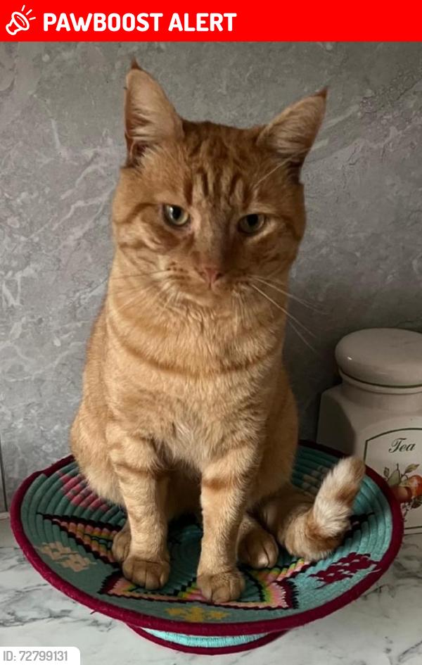 Lost Male Cat last seen Midleton road, Carshalton, Greater London, England 