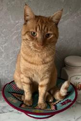 Lost Male Cat last seen Midleton road, Carshalton, Greater London, England 