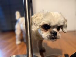 Lost Male Dog last seen West side Middle School, Whitfield County, GA 30740