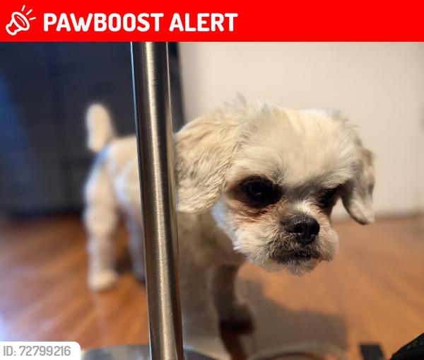 Lost Male Dog last seen West side Middle School, Whitfield County, GA 30740