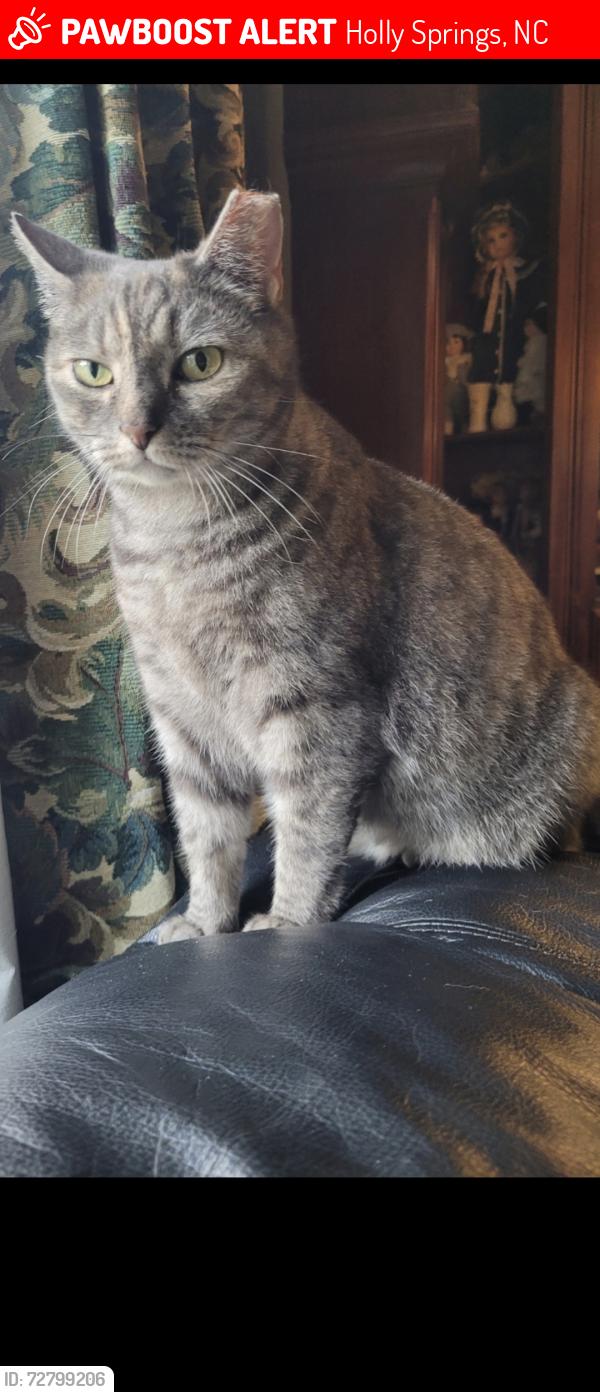 Lost Female Cat last seen Thorndale dr and Optimist farm rd, Holly Springs, NC 27540