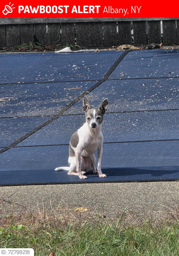 Lost Female Dog last seen Blessings Tavern, Albany, NY 12205