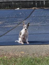 Lost Female Dog last seen Blessings Tavern, Albany, NY 12205