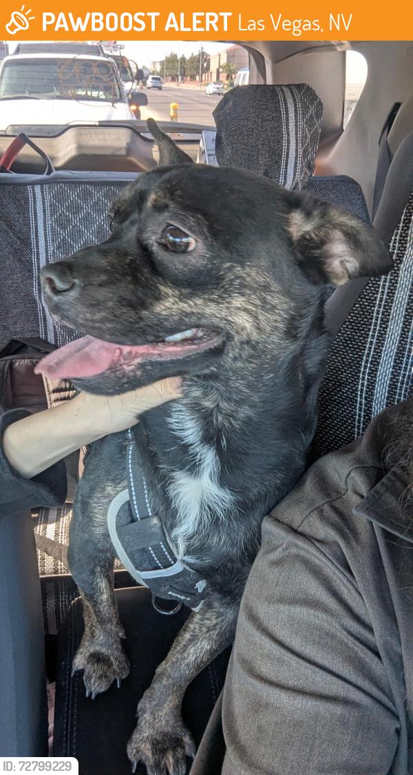 Found/Stray Male Dog last seen Arville / Mesa Verde, Las Vegas, NV 89139