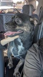 Found/Stray Male Dog last seen Arville / Mesa Verde, Las Vegas, NV 89139