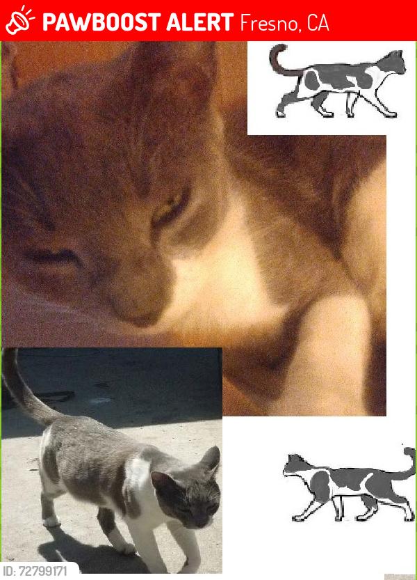 Lost Male Cat last seen the landing at fancher creek apmts e olive and n peach, Fresno, CA 93727