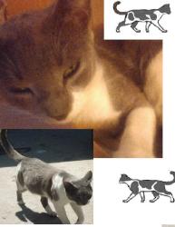 Lost Male Cat last seen the landing at fancher creek apmts e olive and n peach, Fresno, CA 93727