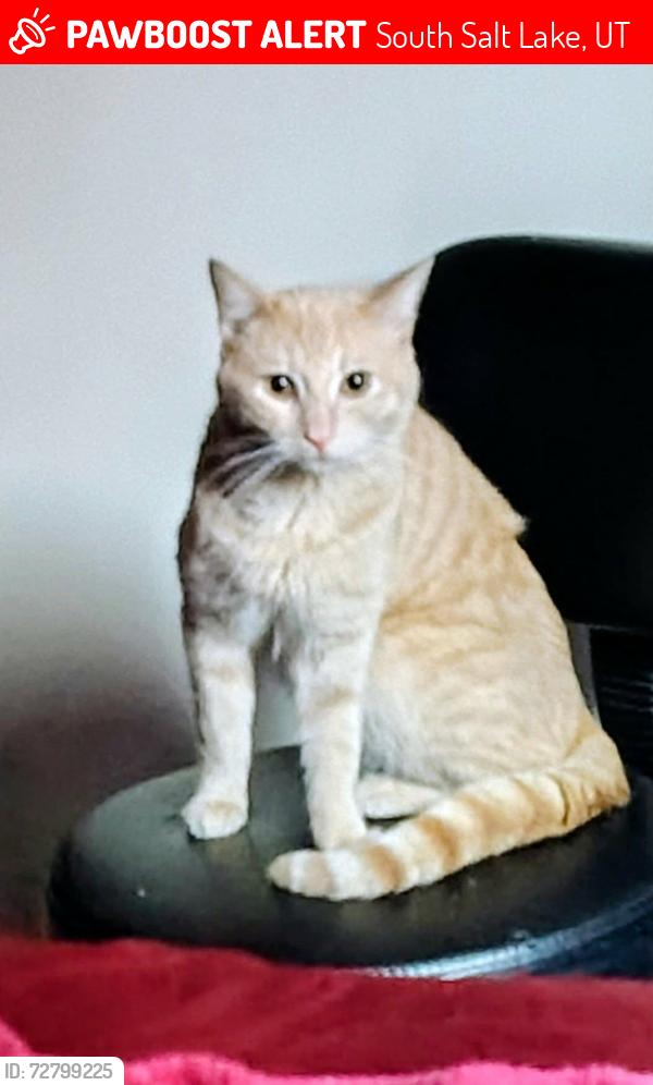Lost Male Cat last seen Parker theater, South Salt Lake, UT 84115
