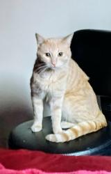Lost Male Cat last seen Parker theater, South Salt Lake, UT 84115