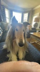Lost Male Dog last seen Ridge Park Dr and Cowell Rd, Concord, CA, Concord, CA 94518