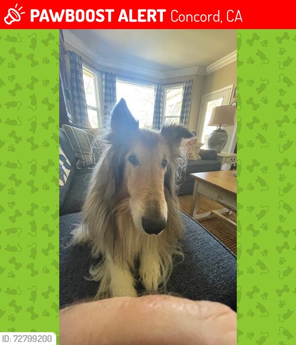Lost Male Dog last seen Ridge Park Dr and Cowell Rd, Concord, CA, Concord, CA 94518