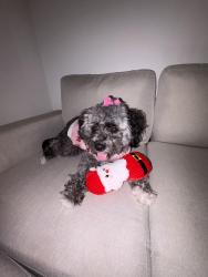 Lost Female Dog last seen John Hope Dr, Atlanta, GA 30314