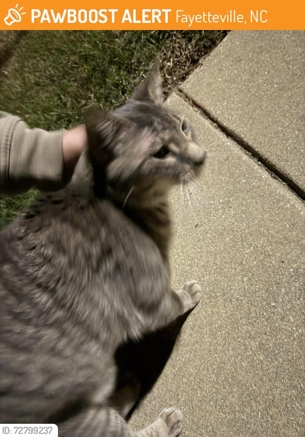 Found/Stray Unknown Cat last seen West Park Leasing Office, Fayetteville, NC 28314