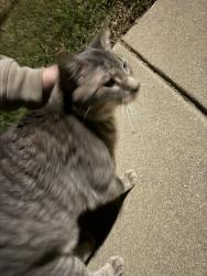 Found/Stray Unknown Cat last seen West Park Leasing Office, Fayetteville, NC 28314