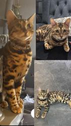 Lost Male Cat last seen King Edward’s park, Greater London, England HA9