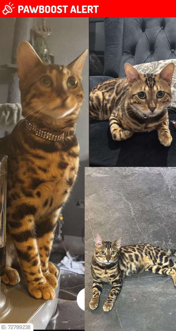 Lost Male Cat last seen King Edward’s park, Greater London, England HA9