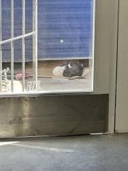 Found/Stray Female Cat last seen Bulldog liquidators , Las Vegas, NV 89110