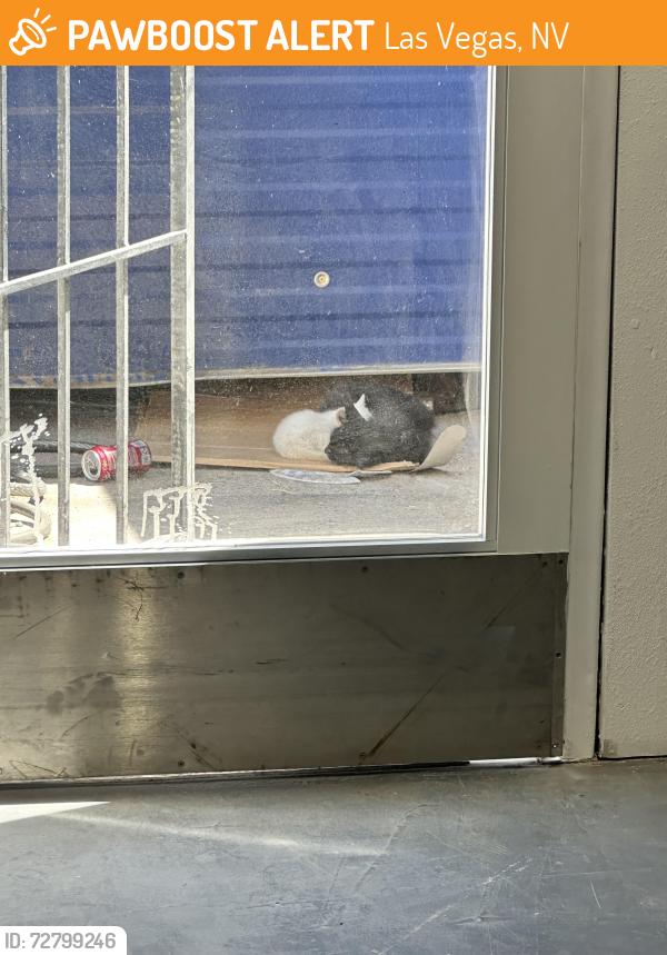Found/Stray Female Cat last seen Bulldog liquidators , Las Vegas, NV 89110