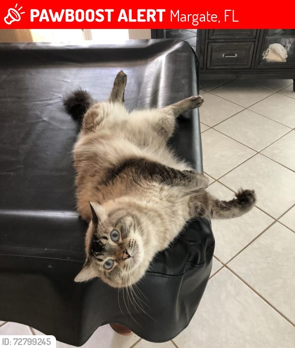 Lost Male Cat last seen Sample & Rock Island, Margate, FL 33063